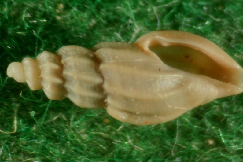 mangelia caerulans??